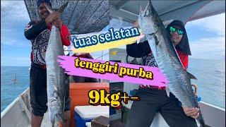 ‼️tenggiri gorgon 9kg makan hamboq ‼️penghuni prasejarah di tuas selatan‼️ repeat gulai 100 plus