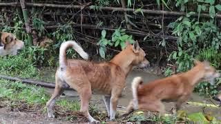 Dog fight #dog #dogfight