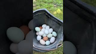 Eggshell Emergency! Save Your Homestead Eggs with this Method!