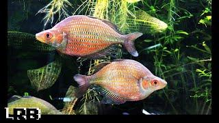 Gary Lange's Amazing Rainbow Fish Collection and Fish Room Tour