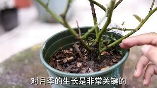 月季花怎么养？园艺师教你，月季花的实操养护技巧