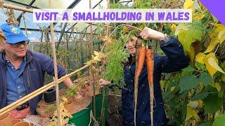 Smallholding In Wales