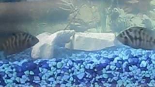 Male Convict Cichlids fighting