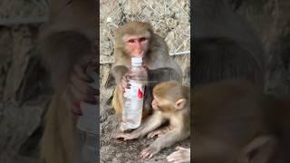 Daily monkey part 3 #short #shorts #animal #animals #monkey #funnymonkey #funnyanimals