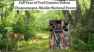 Trail Camera Pickup - The Majestic Nicolet National Forest (NE Wisconsin)