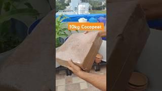 Amazon 10kg block cocopeat review|| How to use cocopeat #terrace #flowergarden #cocopeat #plants