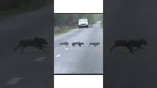 Wild Boar with babies in Texas