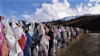 World famous in New Zealand: The Cardrona Bra Fence