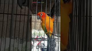 Burung sultan ! indah, unik dan langka