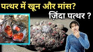 ज़िंदा पत्थर देखा हैं कभी ?#shorts / Jasmin Patel /#jasstag