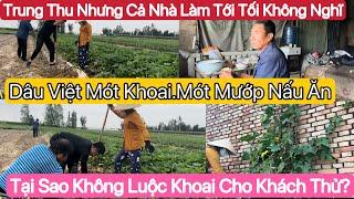 #660] Dâu Việt Đi Mót Khoai.Mót Mướp. Tại Sao Không Luộc Khoai Cho Khách Thử Dễ Bán.Và Lý Do?