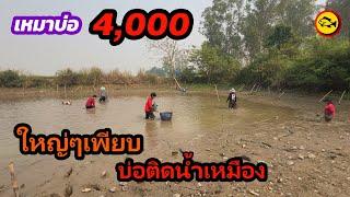 เหมาบ่อ 4,000บาท บ่อติดน้ำเหมือง มีแต่ปลาตัวใหญ่ๆอีกแล้ว | Ep.202