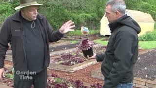 Giant Sempervivums