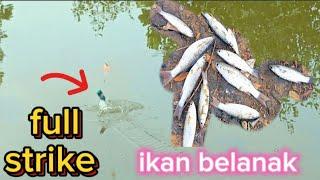 mancing ikan belanak pakai botol di sungai yang mulai dangkal⁉️ @CAHBEJOCILACAP998