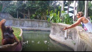 Clever Orangutan Makes a Fair Trade With Human