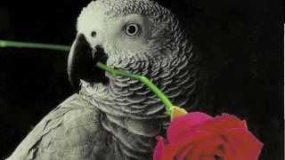 LORO (THE PARROT)