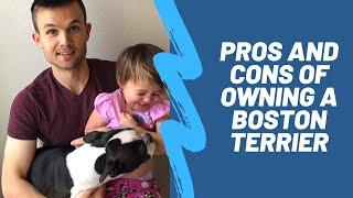 Pros & Cons Of Owning A Boston Terrier