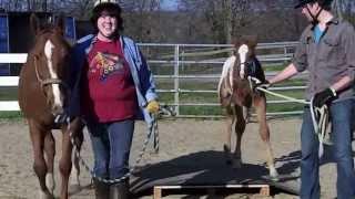 Gentling "orphan" foals with Reach Out To Horses techniques