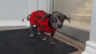 "Angel" the horribly matted dog visits the office 4 days after her grooming