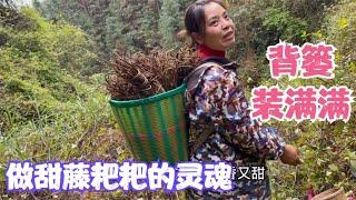 为了找甜藤粑粑的灵魂，娜姐和雨锅不怕山高路远找到大片甜藤窝，再用土办法收藏