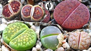 Lithops Review: ≈30 Species of 1.5 Years Old Seedlings