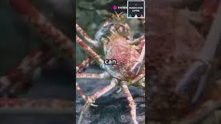 Meet the Japanese Spider Crab!Longest Legs in the Arthropod World#japanese#crab#longest#legs#facts