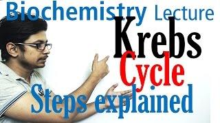 Krebs cycle