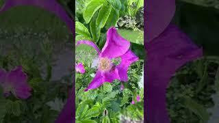 Христианская песня: Бог поможет. Автор слов: (Vera Hibert) Исполнитель: (Suno Ai (PRO))