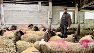 #sheepfarming | Mateusz i jego 200 OWIEC. Owczarnia od pokoleń. 50-lat tradycyjnego chowu owiec.OWCE