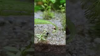 Beautiful Blue Dream Shrimp looking for food #aquarium #aquaticlife #fishtank