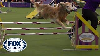 'Punk' the Golden Retriever captures 24 inch class title | FOX SPORTS