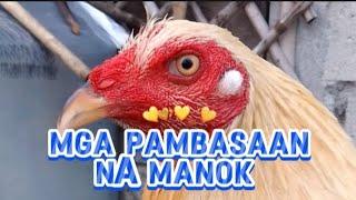 mga pambasaan na manok | zammy infante vlog #chicken #rooster