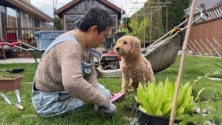 忘做这事 差点景观全毁 重整园子 终于像样了  皮皮剃毛新剪子好用【Garden Time 田园生活分享】2024 5