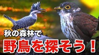 レアな野鳥を大発見！秋の思い出に深く刻まれる出会い～