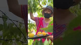 MEMETIK BUAH SINGMEI DI KEBUN SENDIRI  #kuliner #indonesia #shantydichina #china #jakarta