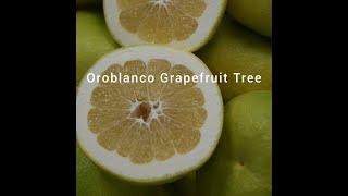 Oroblanco Grapefruit Tree (Pomelo/Grapefruit Hybrid) with Beautiful Flowers.