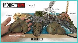 살아있는 공룡화석과 친구들(삼엽충 등..) trilobite dinosaur fossil figure review