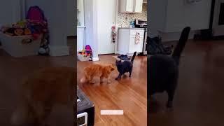 #cat #funny #happycats #catmemes #music #memes #trending #trendingshorts #new #reels  cat that