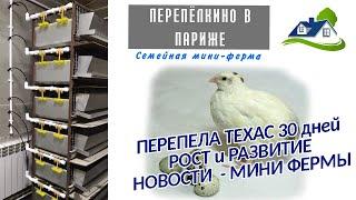 ПЕРЕПЕЛА ТЕХАС 250 ГРАММ  РОСТ И РАЗВИТИЕ В МЕСЯЧНОМ ВОЗРАСТЕ  НОВОСТИ МИНИ ФЕРМЫ