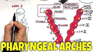 Pharyngeal Arches and its Derivatives - MASTER it in 7 minutes!