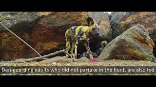 Rare! Waterberg Wild Dog Puppies Feeding at Den