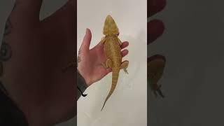 Купание бородатых Агам. (Кабачек и Тюбик) #reptile #exotic #агама #bearddragon #рептилии