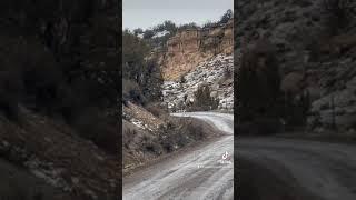 Colorado elk herd