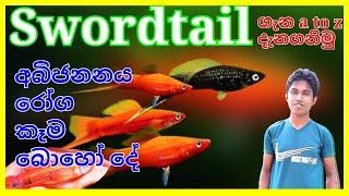 Swordtail ගැන දැන ගෙන ලොකු ආදායමක් හොයමු | swordtail fish care in sinhala | fish farm in sri lanka