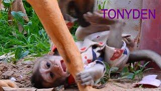 Baby monkeys play with dogs so much fun