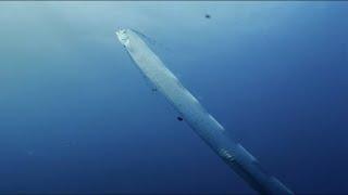 Giant Sea Serpent, Meet the Myth | 4K Documentary