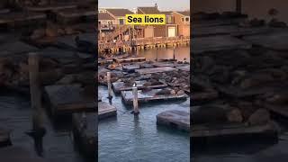 TechChaitu || #sealions #california #sanfrancisco