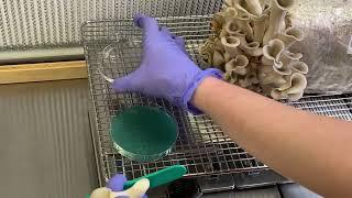 Using Agar Plates from Midwest Grow Kits to Grow Mushrooms at Home!