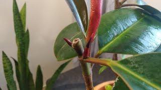 Plant care #7 | How to make Rubber Plant bushy and healthy? | biosphereflora |