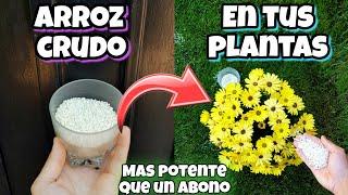 ENTIERRA ARROZ CRUDO en tus Plantas y me darás las Gracias! Huerta urbana en casa y jardín